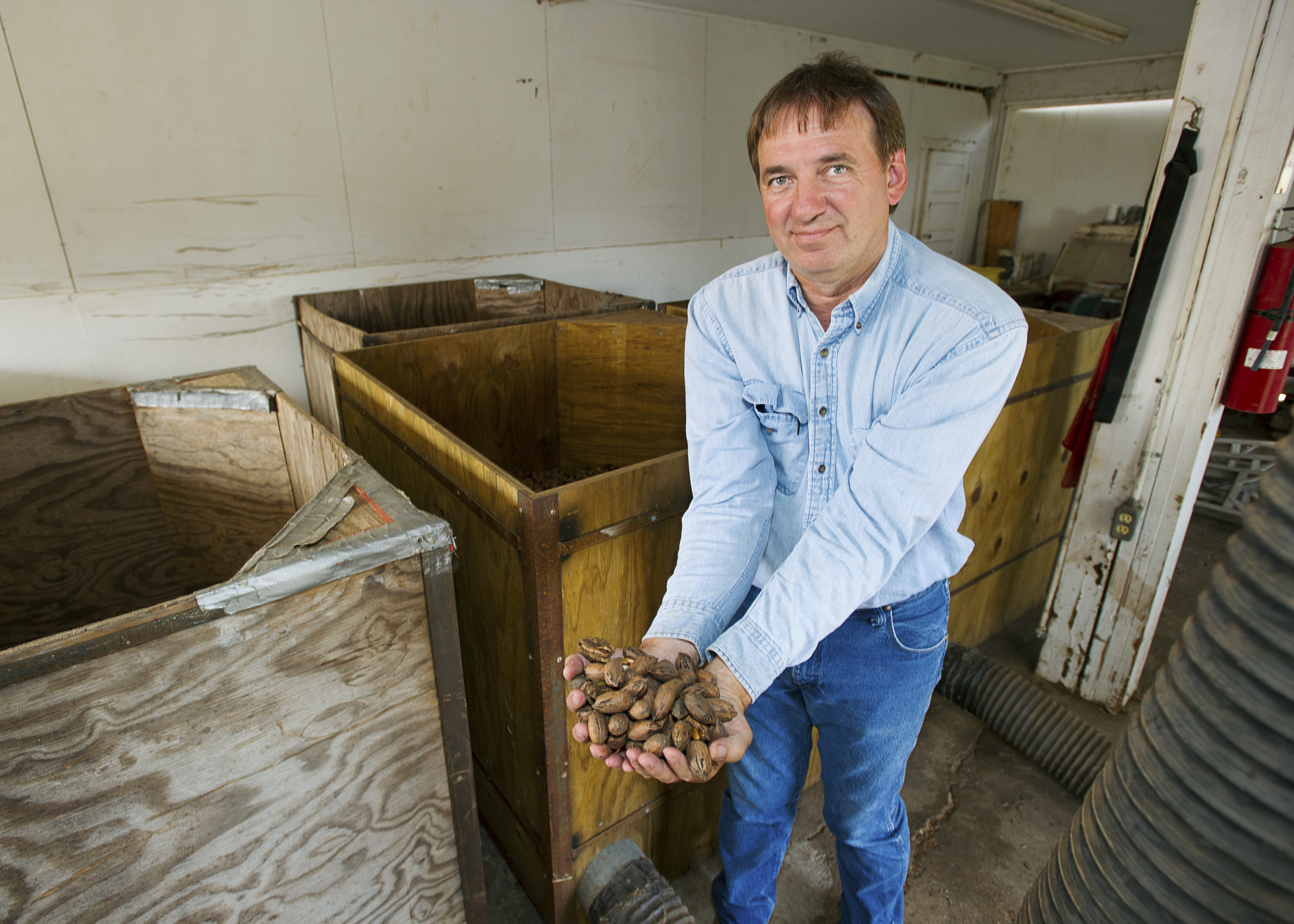2016 pecan crop struggling in Louisiana, nationwide 